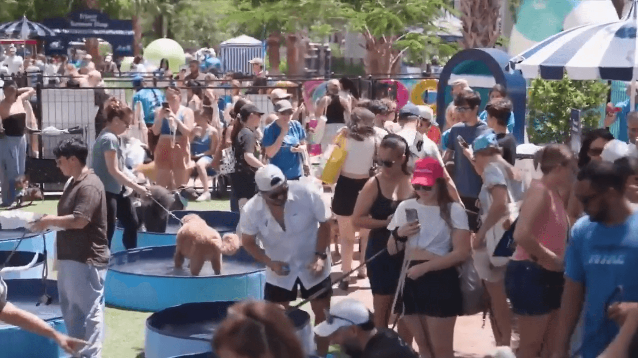 Chewy Bark Park gathers 277 dogs together to break Guinness World Record for largest dog pool party ever
