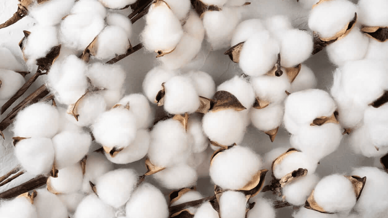 Cotton Retreats on Tuesday