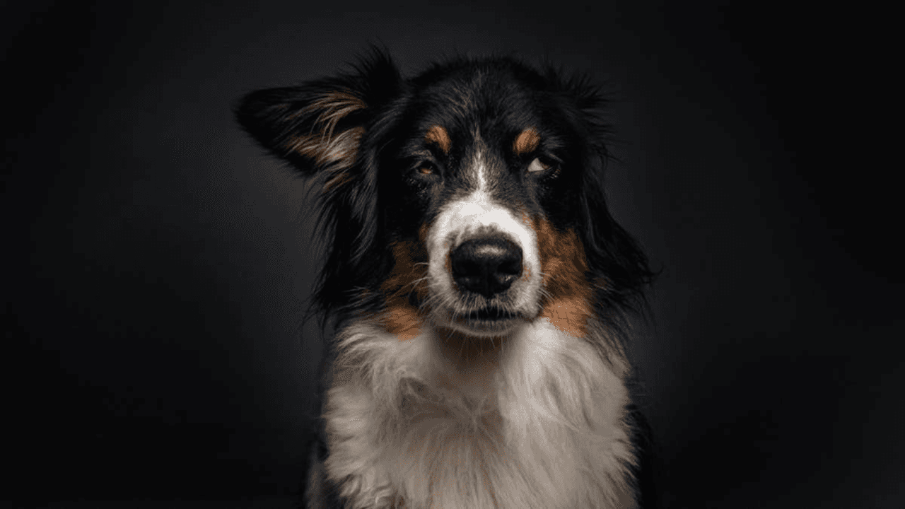 Dad Accidentally Turns off Mini Australian Shepherd’s Agility Show—and He’s Not Happy About It