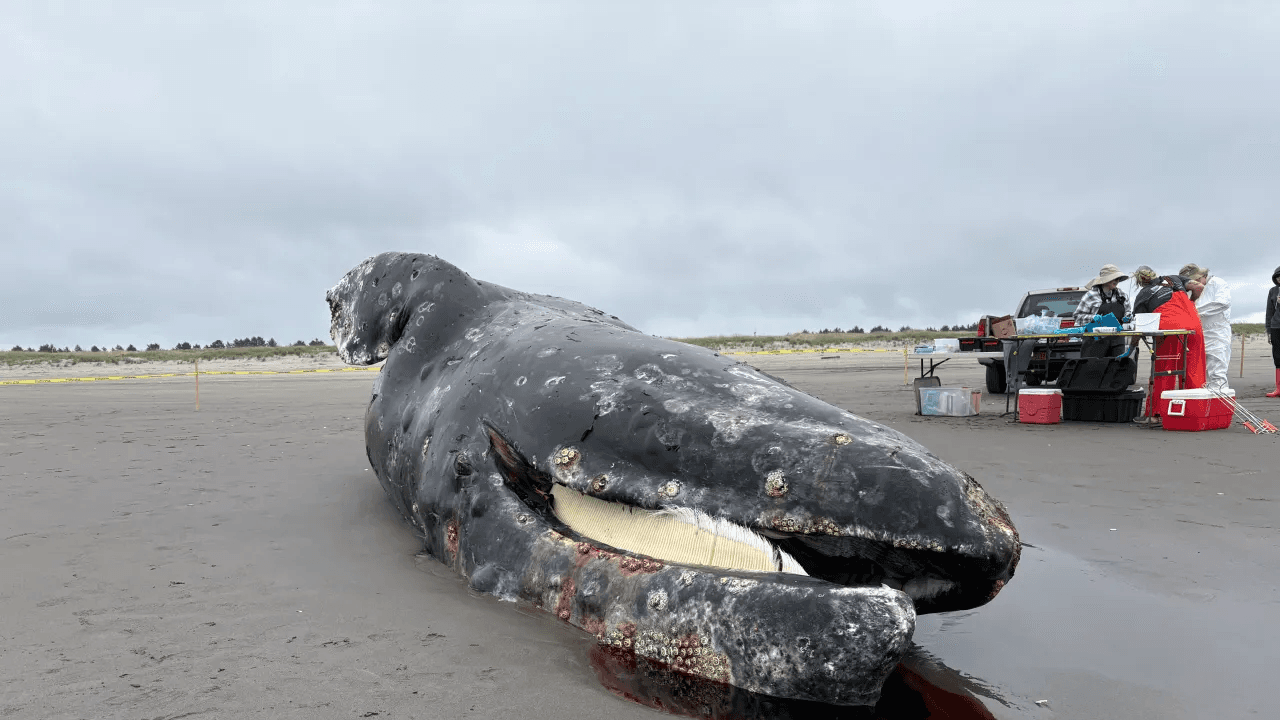 Malnourished whale found dead on Washington coast, 18th this year