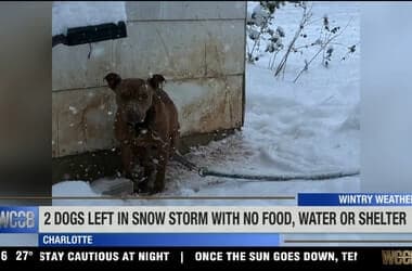 2 dogs left chained, with no shelter, in Charlotte snow storm - WCCB Charlotte